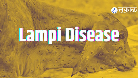 Lampi Disease
