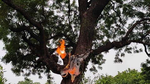 Tree fire