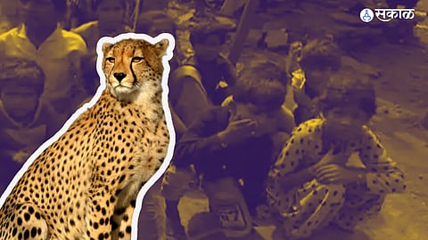 malnutrition in kuno sanctury cheetah
