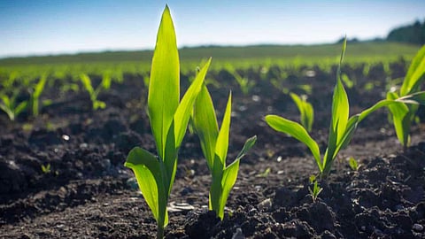 nagpur farming