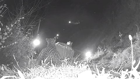 Leopard in Satara
