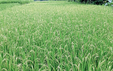 Ratnagiri