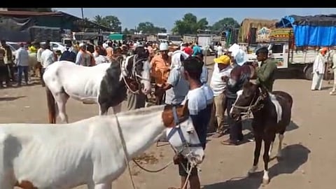 Horse Market