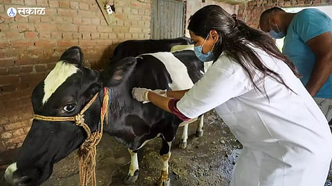 Lumpy skin Disease