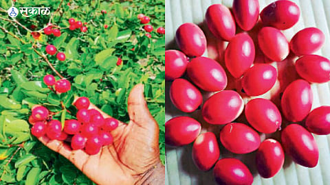 Hingoli farmer new experiment pink karvand fruit