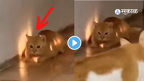 Lightening Cat