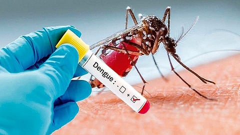 Dengue Disease News