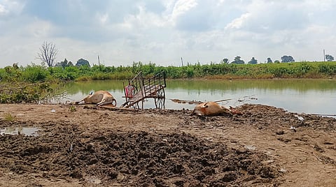 Chandrapur farmer news