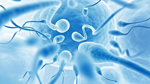 sperm count