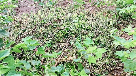 Agriculture News