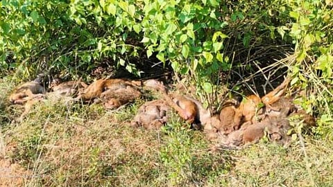 Srikakulam Forest Monkey