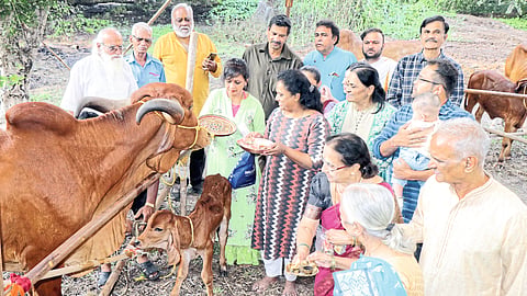 vasubaras Cattle Puja