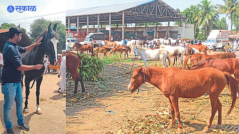 mare worth Rs 61 lakh has come up for sale in the market & other horses for sale
