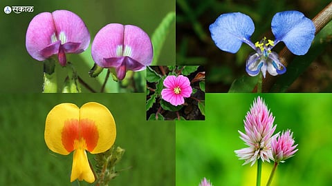 Kanifnath Dive ghat Malhargarh Fort hilltops flowers