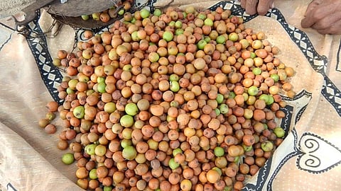 Ber Fruit