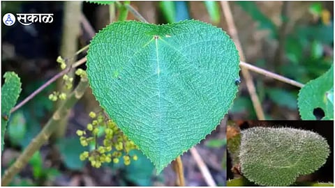 World Dangerous Plant