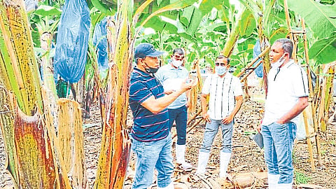 Davao Agriculture Bhushan Premanand Mahajan Prashant Mahajan Vishal Agrawal while inspecting the banana plantation here