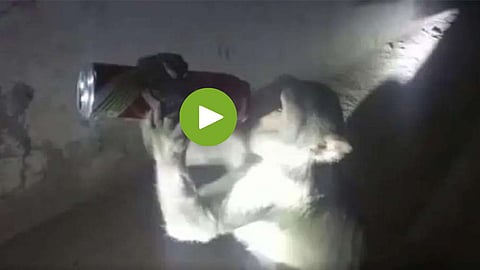 Viral Video