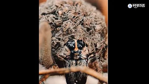 Spider