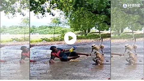 Monkey Viral Video