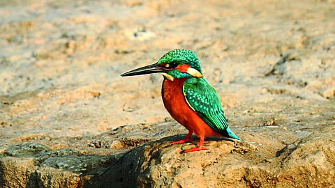 samanya Dhivar