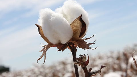 Cotton Crop