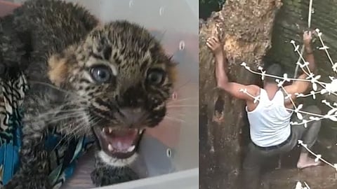 Leopard News