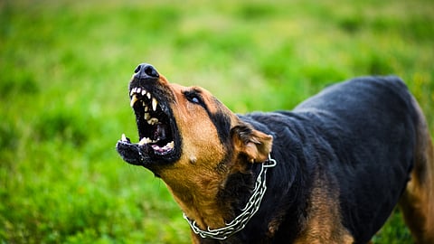 rabies is now a notifiable disease in maharashtra