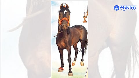 Raja Horse