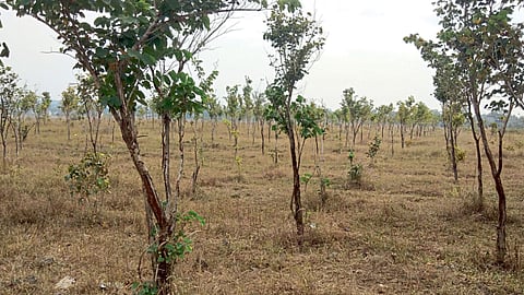 Kolhapur