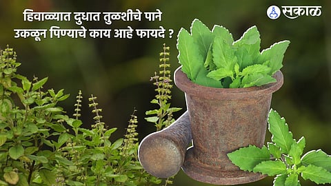 Tulsi Winter Tips