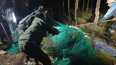 Leopard Rescued
