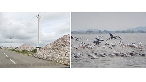 Salt and Birds