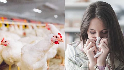 Bird Flu