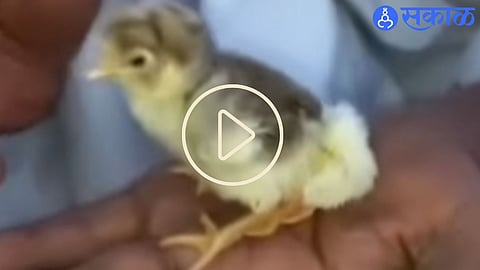 viral video
