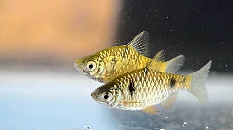 Spotted Barb fish