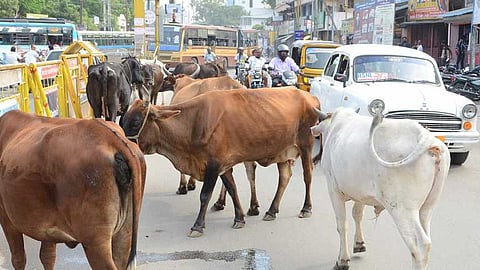 Stray Animals