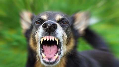 Stray Dog