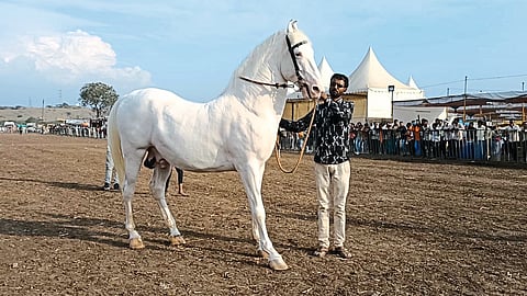 Sarangkheda Horse Market