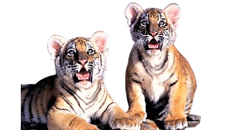 Tiger Cubs