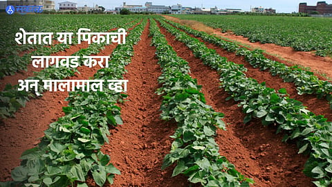 Beneficial Crop