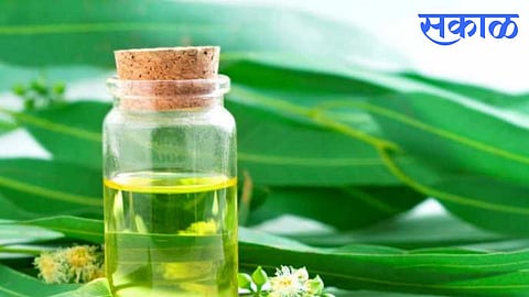 Eucalyptus Oil