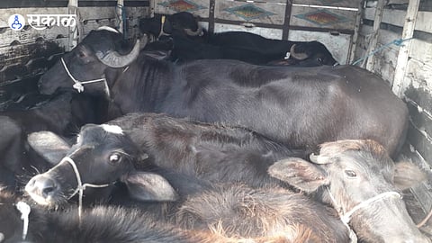 Cattle rescued (File Photo)