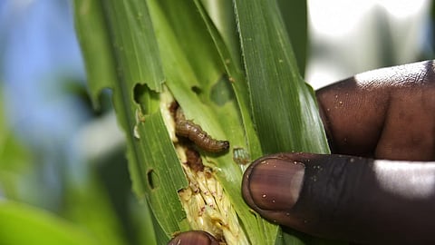 armyworm