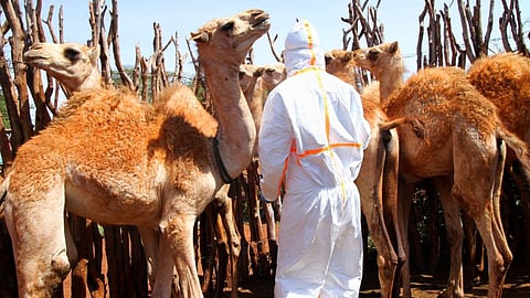 Camel Flu