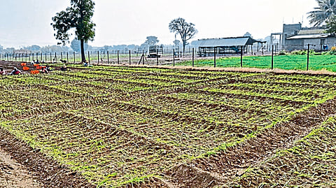 Onion Cultivation in Shiwar of deola Taluka