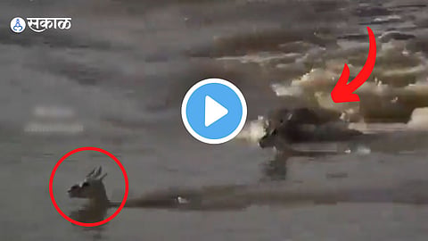 Deer Viral Video