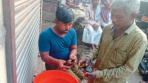 Crab Farming Business Idea