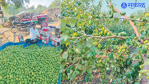 Farmer Kailas Rokde while filling sacks with prunes into boxes. Blooming amla and bore in the second photo.