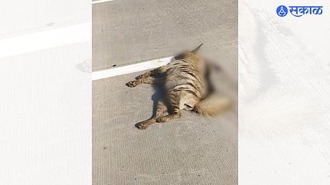 Hayna Killed in accident